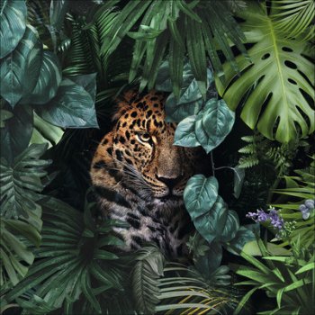 Skleněný obraz Jaguar in the jungle 50x50 cm
