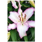 Lilie BRASILIA - lilium – Hledejceny.cz