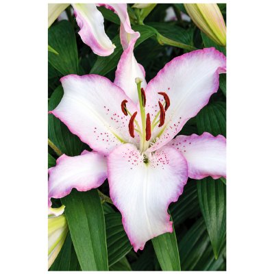 Lilie BRASILIA - lilium – Hledejceny.cz