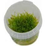 Plagiomnium cf. Affine Pearl moss – Zboží Mobilmania