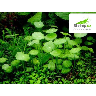 Hydrocotyle vulgaris Pennywort – Hledejceny.cz