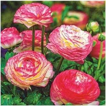 Pryskyřník Picotee růžový - Ranunculus asiaticus - hlízy pryskyřníků - 3 ks