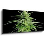 Skleněný obraz 1D panorama - 120 x 50 cm - Potent Medical Marijuana Plant Silná lékařská marihuana rostlina