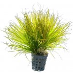 Blyxa japonica - Blyxa japonská – Zboží Dáma