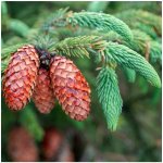 Smrk štětinatý Picea asperata semena smrku 8 ks – Hledejceny.cz