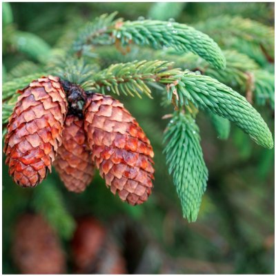 Smrk štětinatý Picea asperata semena smrku 8 ks – Hledejceny.cz