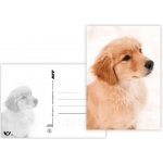 MFP Paper Pohlednice sr Z040 B UV vzor 6 – Sleviste.cz