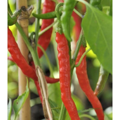Chilli Kajenský pepř Thick - Capsicum annuum – osivo chilli 6 ks