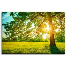 Malvis Obraz Strom v ranním slunci 150x100 cm