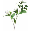 Květina Magnolie 'Grandofiora' bílá v132 cm (N920110)
