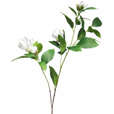 Magnolie 'Grandofiora' bílá v132 cm (N920110)