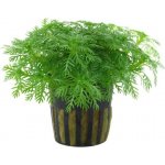 Hottonia palustris – Sleviste.cz