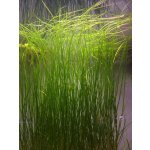 Vallisneria americana var. natans – Zboží Dáma