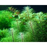 Rotala sp. Vietnam – Zboží Dáma