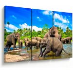 Obraz - Sloni, Sri Lanka, třídílný 120x80 cm – Hledejceny.cz