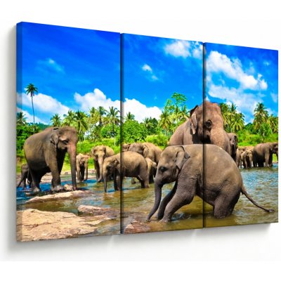 Obraz - Sloni, Sri Lanka, třídílný 120x80 cm – Hledejceny.cz