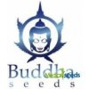 Semena konopí Buddha Seeds Assorted Auto semena neobsahují THC 1 ks