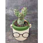 Tephrocactus Articulatus 8cm – Hledejceny.cz
