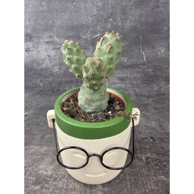 Tephrocactus Articulatus 8cm – Hledejceny.cz