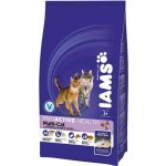 Iams ProActive Health Adult Multi Cat kuře & losos 15 kg – Sleviste.cz