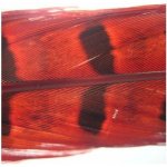 Hends Products PHEASANT TAIL ČERVENÁ 2 ks – Hledejceny.cz