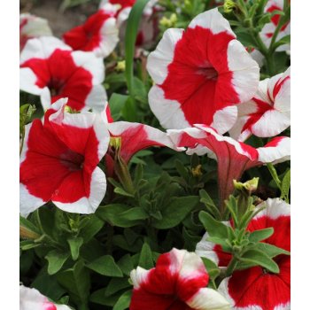 Petúnie Musica Red Frost F1 - Petunia x grandiflora - osivo petúnie - 30 ks
