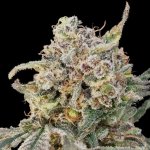 Advanced Seeds AUTO Somango Glue semena neobsahují THC 1 ks – Zboží Mobilmania