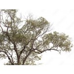 WEBLUX 149190909 Samolepka fólie tree isolated on white background. strom izolovaných na bílém pozadí. rozměry 100 x 73 cm – Hledejceny.cz