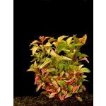 Alternanthera colorata – Zboží Dáma