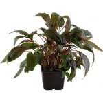 Cryptocoryne wendtii Tropica – Sleviste.cz