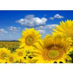 WEBLUX 16872718 Fototapeta papír Some yellow sunflowers against a wide field and the blue sky Některé žluté slunečnice proti širokému poli a modré obloze rozměry 254 x 184 cm