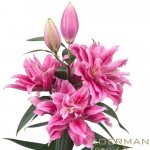 Lilie OR DU ROSELILY THALISSA 90 cm / 4+ – Zboží Dáma