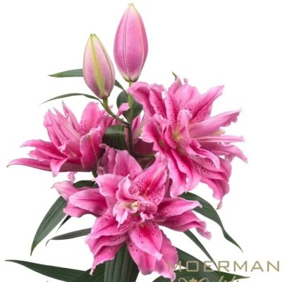 Lilie OR DU ROSELILY THALISSA 90 cm / 4+ – Zboží Dáma