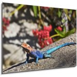 Skleněný obraz 1D - 100 x 70 cm - Red-headed Rock Agama on rock – Hledejceny.cz