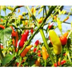 Tabasco – Hledejceny.cz