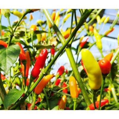 Tabasco – Hledejceny.cz