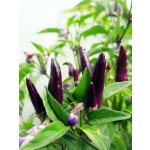 Semena Bolivian Rainbow – Zboží Mobilmania