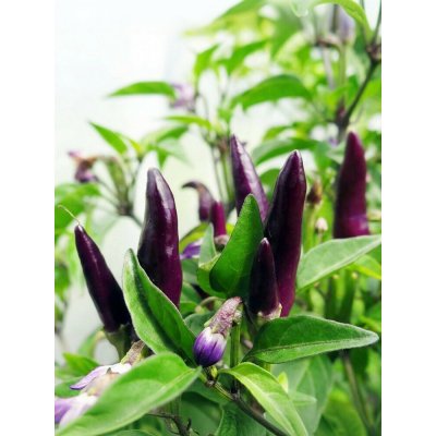 Semena Bolivian Rainbow – Zboží Mobilmania