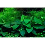 Anubias barteri nana – Sleviste.cz