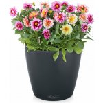 Lechuza Samozavlažovací květináč Classico Color 21 cm antracitový – Hledejceny.cz