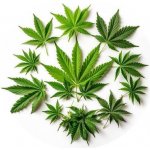 Jedlý papír listy marihuany, konopí 19,5cm - PICTURE