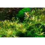 Rotala H´ra – Zboží Dáma