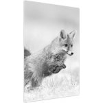 Obraz - Skákající liška, černobílá, jednodílný 60x90 cm – Hledejceny.cz
