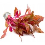 Alternanthera reineckii Rosanervig – Zboží Dáma