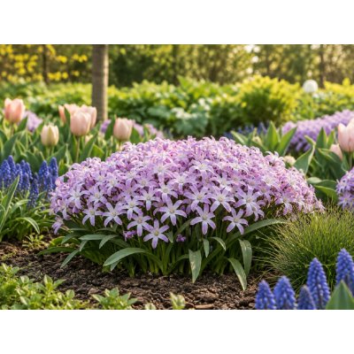 Ladoňka zářící 'Luciliae Violet' 10 ks – Hledejceny.cz