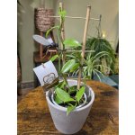 Vanilla Planifolia na žebříku – Zboží Mobilmania