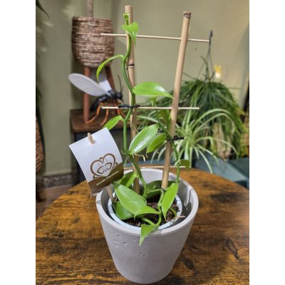 Vanilla Planifolia na žebříku – Zboží Mobilmania