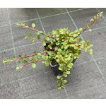 Cotoneaster dammeri 'Mooncreeper' Prodejní velikost: 015/020, Velikost hrnku: 0,5 l – Zbozi.Blesk.cz