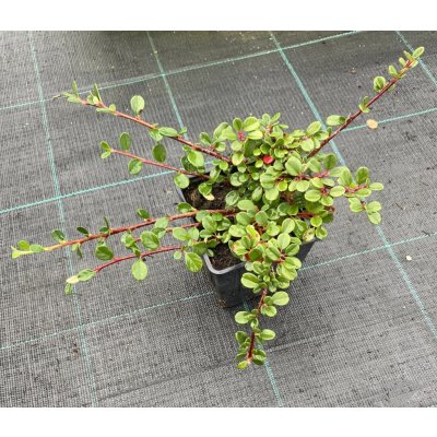 Cotoneaster dammeri 'Mooncreeper' Prodejní velikost: 015/020, Velikost hrnku: 0,5 l – Zbozi.Blesk.cz