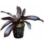 Echinodorus Hot Pepper – Sleviste.cz